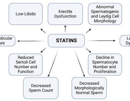 statins and contortion of penis